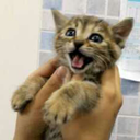 fffffffffcccccckkkk avatar