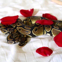 ffreakyflamingo avatar