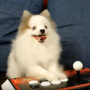 fgdoggo avatar