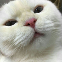 fhetabulous-fumbduck avatar