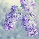 fibrowarriorgirl avatar