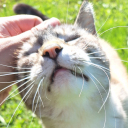 ficklefelines avatar