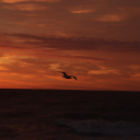 fictionalgirlsworld avatar