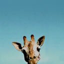 fictionalrenegade avatar