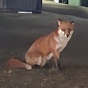 fictus-vulp3s avatar