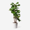 ficuslyrata avatar