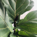 fiddleleafedfig avatar