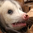 fiddlemydiddlies666 avatar