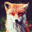 fidelity-of-kin avatar