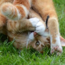 fidget-the-kitty avatar