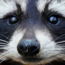 fidgety-lil-raccoon avatar