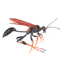 field---guide avatar