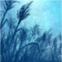 field-of-reeds avatar