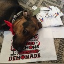 field-of-sungflowers avatar