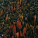 fields-and-forests avatar