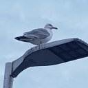 fields-of-tin-cans avatar