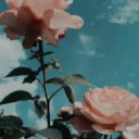 fieldsofdaisies avatar