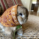 fieldsofhyacinth avatar