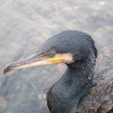 fiendofmadness avatar