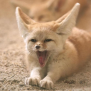 fierce-little-fennec avatar