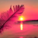 fiercefireflyler avatar