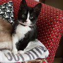 fiercephoeniix avatar