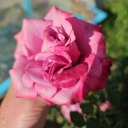 fiestyhotwife avatar