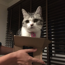 fifitheboxcat avatar