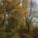 fiftyshadesofselfdestruction avatar