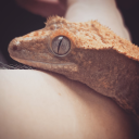 fig-the-gecko avatar