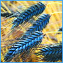 fight-me-in-the-wheat-field avatar