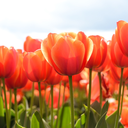 fight4whtuwant avatar