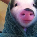 fighting-for-the-earth avatar