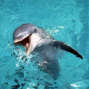 fightingcrimewithflipper avatar