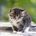 fightingyouth avatar