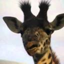 figurativegiraffe-blog avatar