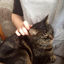 fiirephoeniix avatar