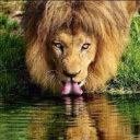 fijiansamurai1985-2 avatar