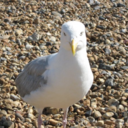 fikriminbitpazari avatar