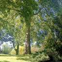 filavandrels-lute avatar