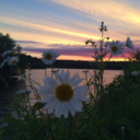 filled-with-poison avatar