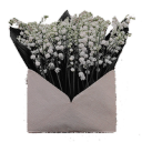 finaldarlings avatar