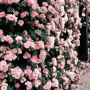 find-the-virtue-in-life avatar