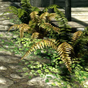 findingtamriel avatar