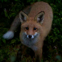 findingthefox avatar