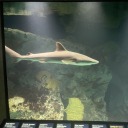 findmeattheoceanfloor avatar