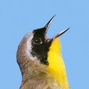 fine-feathers avatar