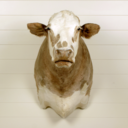 fineandcurious avatar