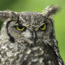 finefeatheredfiend avatar