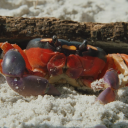 finelinegynandromorph avatar